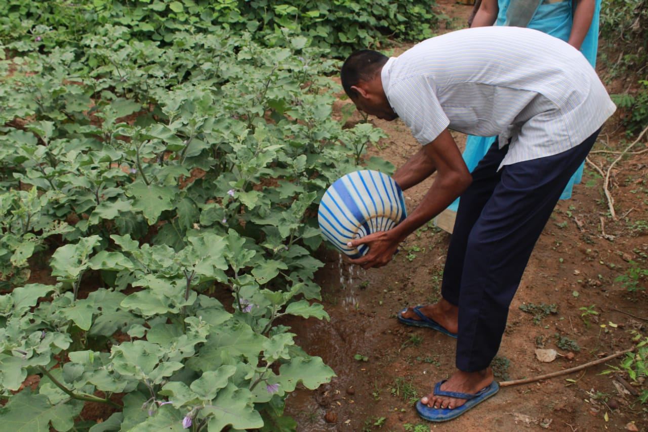 Sustainable Agriculture at Synthika Trust