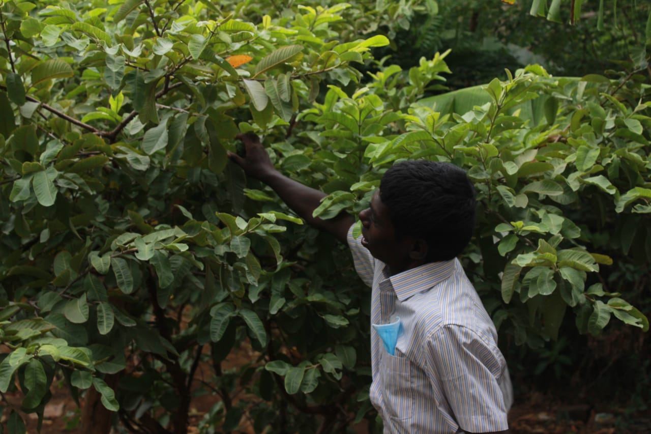 Sustainable Agriculture at Synthika Trust