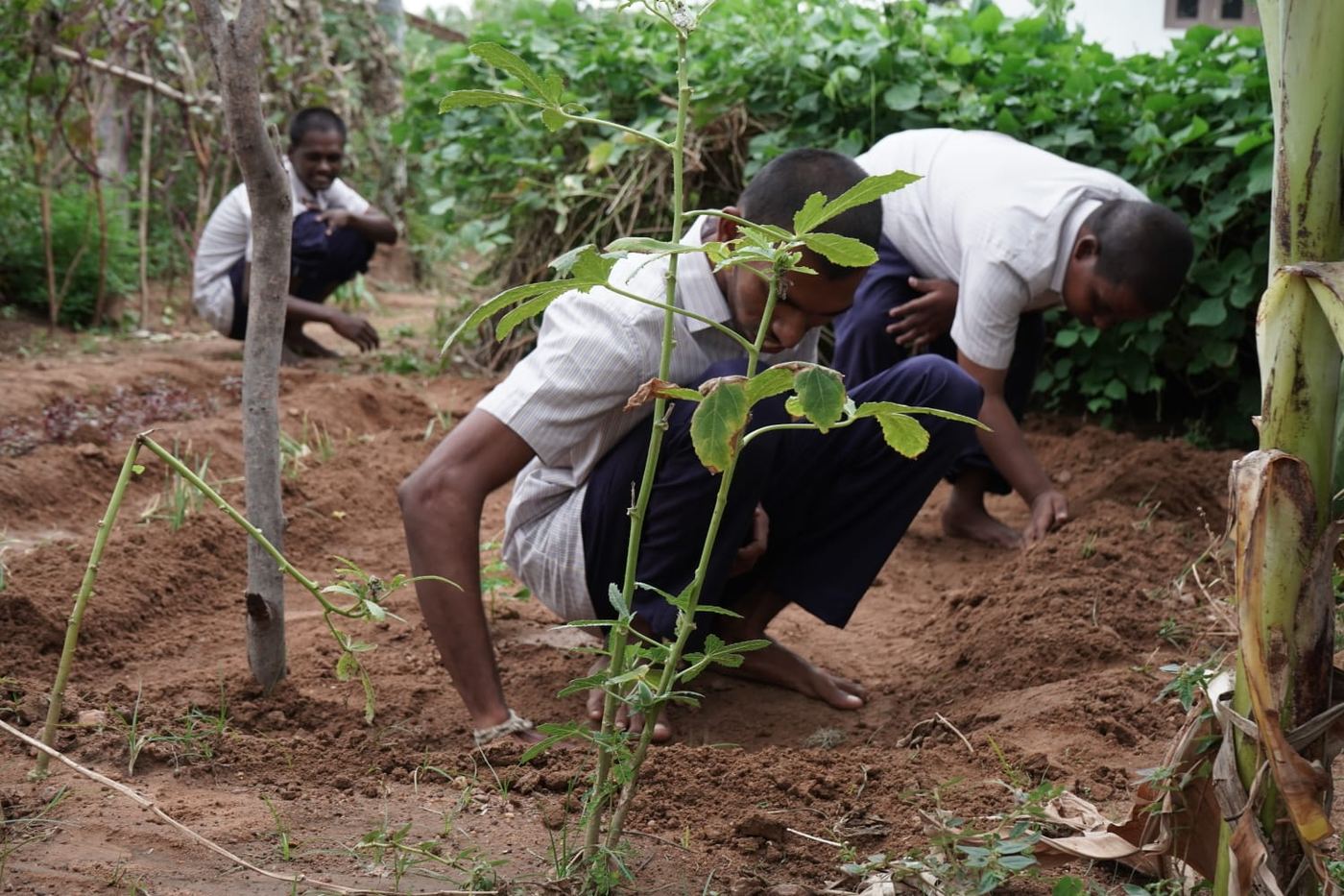 Sustainable Agriculture at Synthika Trust